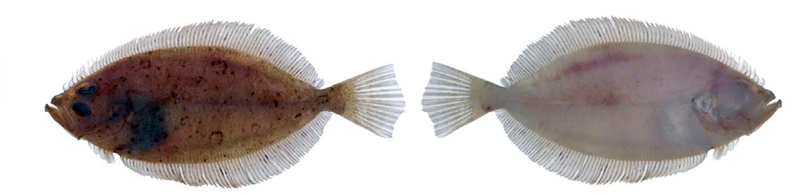 Lepidorhombus whiffiagonis_03